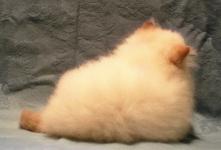 Flame Point Himalayan Kitten  Available NOW! 